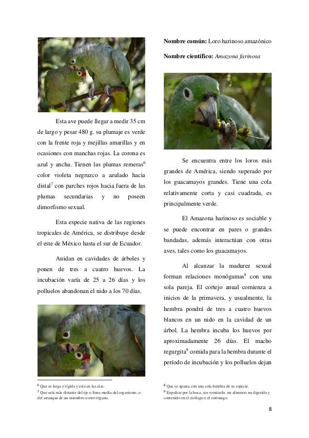 Amazona farinosa reproduccion asexual de las plantas Amazona farinosa reproduccion asexual de las plantas